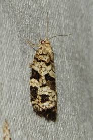 Attēlu rezultāti vaicājumam “Dichelia histrionana”