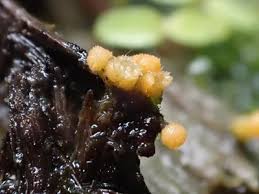 Attēlu rezultāti vaicājumam “Bactridium flavum”