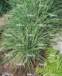 Attēlu rezultāti vaicājumam “Carex ornithopoda leaf”