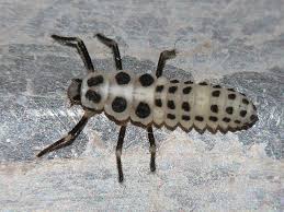 Attēlu rezultāti vaicājumam “Calvia decemguttata larva”