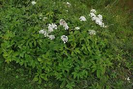 Attēlu rezultāti vaicājumam “Chaerophyllum aromaticum”