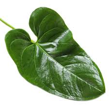 Attēlu rezultāti vaicājumam “Anthyllis maritima leaf”