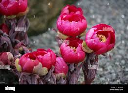 Attēlu rezultāti vaicājumam “Paeoniaceae”