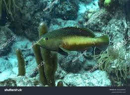 Image result for Cephalopholis fulva