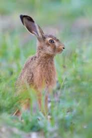 Attēlu rezultāti vaicājumam “Lepus europaeus adult”