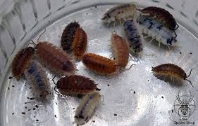 Attēlu rezultāti vaicājumam “Porcellio scaber”