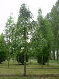 Attēlu rezultāti vaicājumam “Tilia tomentosa”