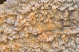 Attēlu rezultāti vaicājumam “Asterodon ferruginosus”