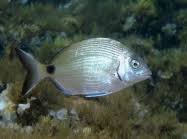 Image result for Diplodus cadenati