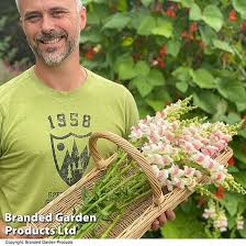 Image result for Antirrhinum majus maximum