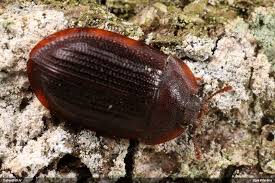 Attēlu rezultāti vaicājumam “Ostoma ferruginea”