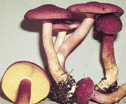 Attēlu rezultāti vaicājumam “Tricholomopsis rutilans”