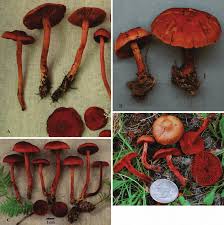 Attēlu rezultāti vaicājumam “Cortinarius sanguineus”