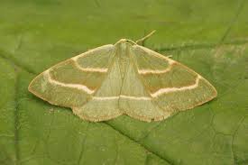 Attēlu rezultāti vaicājumam “Hylaea fasciaria”