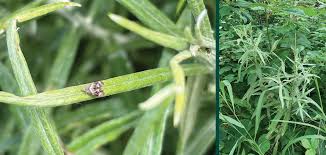 Attēlu rezultāti vaicājumam “Anaphalis margaritacea leaf”