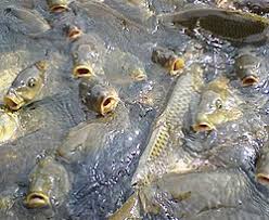 Image result for Cyprinus megalophthalmus