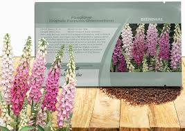 Attēlu rezultāti vaicājumam “Digitalis purpurea fruit”