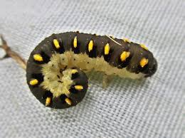 Attēlu rezultāti vaicājumam “Tenthredo mandibularis”