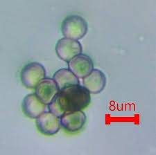 Attēlu rezultāti vaicājumam “Stemonitis lignicola”