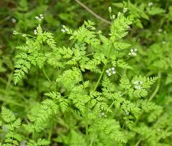 Attēlu rezultāti vaicājumam “Anthriscus”