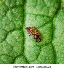 Attēlu rezultāti vaicājumam “Dermacentor reticulatus”