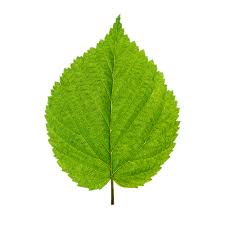 Attēlu rezultāti vaicājumam “Betula papyrifera leaf”