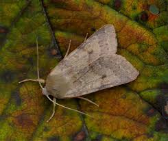 Attēlu rezultāti vaicājumam “Agrochola helvola imago”