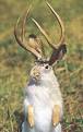the jackalope