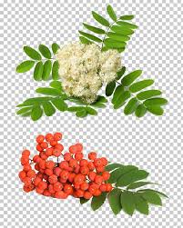 Attēlu rezultāti vaicājumam “Sorbus aucuparia flower”