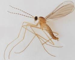 Attēlu rezultāti vaicājumam “Cecidomyiidae”