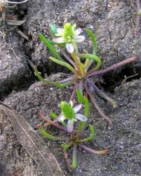 Attēlu rezultāti vaicājumam “Myosurus minimus flower”