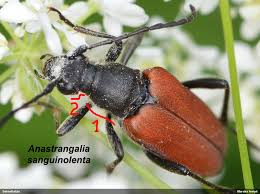 Attēlu rezultāti vaicājumam “Anastrangalia sanguinolenta”