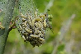 Attēlu rezultāti vaicājumam “Yponomeuta malinellus / cagnagella”