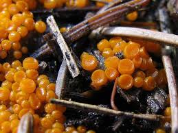 Attēlu rezultāti vaicājumam “Byssonectria fusispora”