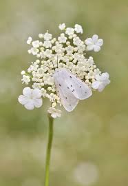 Attēlu rezultāti vaicājumam “Diaphora mendica female”