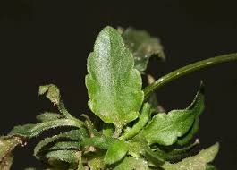 Attēlu rezultāti vaicājumam “Viola arvensis flower”