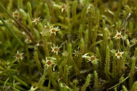 Attēlu rezultāti vaicājumam “Philonotis sporophyte”