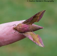 Attēlu rezultāti vaicājumam “Deilephila porcellus”