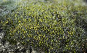 Attēlu rezultāti vaicājumam “Grimmia pulvinata sporophyte”