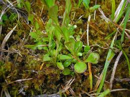 Attēlu rezultāti vaicājumam “Polygala amarella leaf”