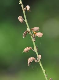 Attēlu rezultāti vaicājumam “Lycogala persicum sessile”