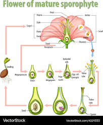 Attēlu rezultāti vaicājumam “sporophyte”