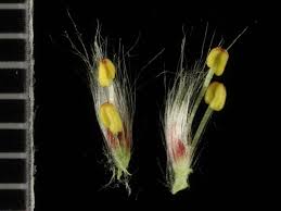 Attēlu rezultāti vaicājumam “Salix daphnoides subsp. acutifolia”