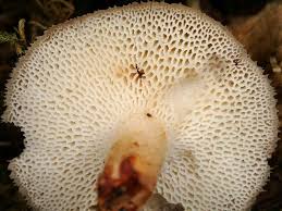 Attēlu rezultāti vaicājumam “Polyporus tuberaster”