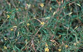 Attēlu rezultāti vaicājumam “Cribraria rubiginosa stalked”