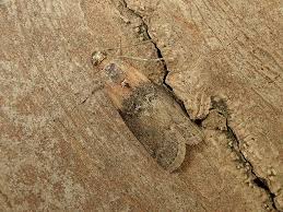 Attēlu rezultāti vaicājumam “Sciota adelphella”