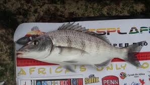 Image result for Lithognathus lithognathus