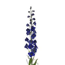 Image result for Delphinium