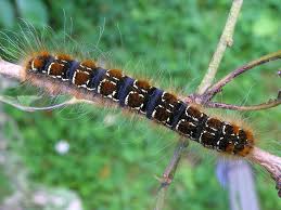 Attēlu rezultāti vaicājumam “Eriogaster lanestris”