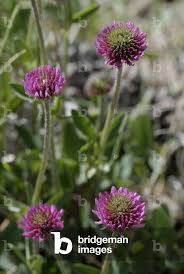 Attēlu rezultāti vaicājumam “Trifolium montanum”